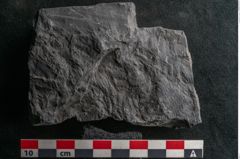 Foto (Detailansicht) von Callipteris sp.  (NHMW-GEO-2024-0188-10910)